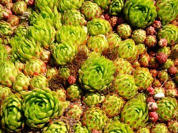 Ilustracja rośliny rojnik pospolity