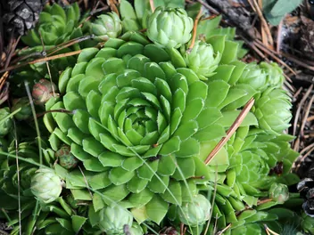 Rojnik pospolity - zdjęcie 2