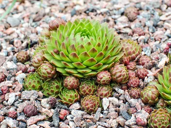 Rojnik pospolity - zdjęcie 3