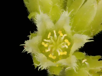 Rojnik pospolity - zdjęcie 4