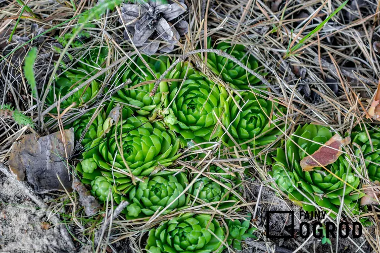 Rojnik pospolity - zdjęcie 5