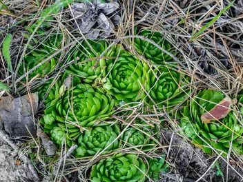 Rojnik pospolity - zdjęcie 5