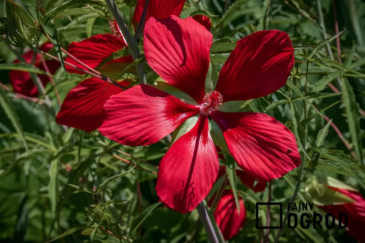 Hibiskus szkarłatny Hibiskus szkarłatny