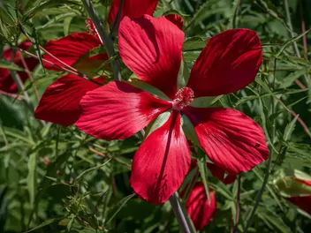 Ketmia krwista - zdjęcie 2