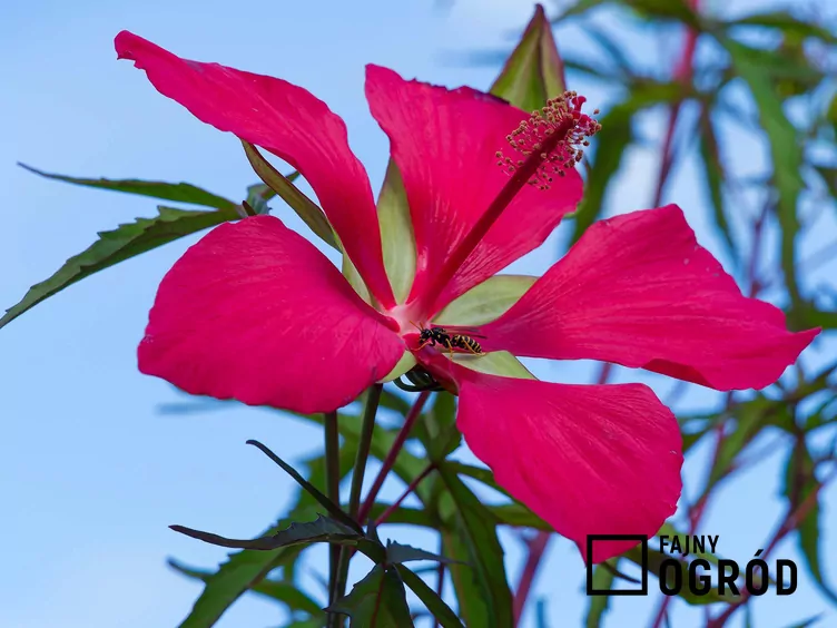 Gwiazda teksańska Gwiazda teksańska