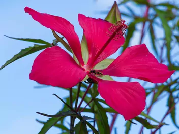 Ketmia krwista - zdjęcie 3