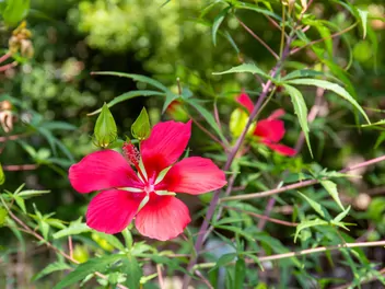 Ketmia krwista - zdjęcie 4