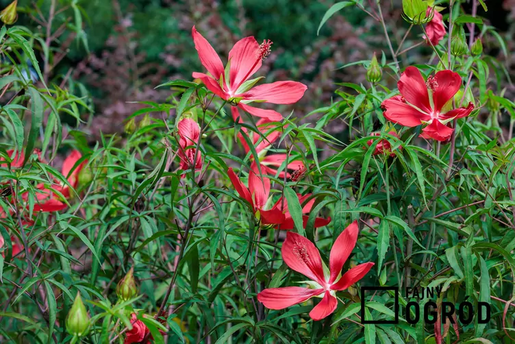 Ketmia krwista - zdjęcie 5 Ketmia krwista - zdjęcie 5