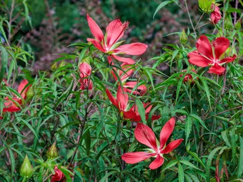 Ketmia krwista - zdjęcie 5