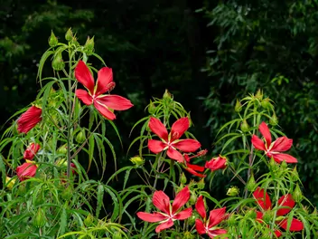 Zdjęcie ilustrujące ketmia krwista