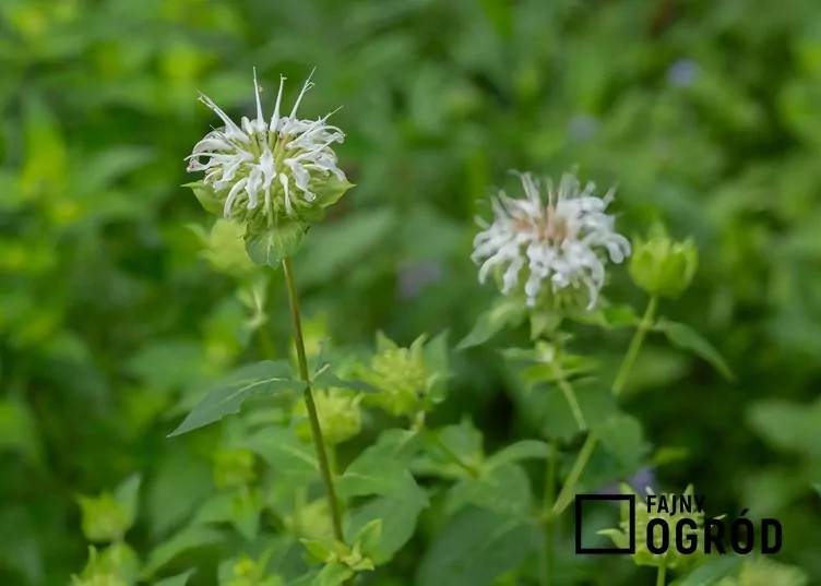 Pysznogłówka 'Bee Bright'