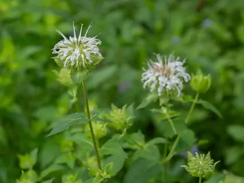 Ilustracja rośliny pysznogłówka 'bee bright'