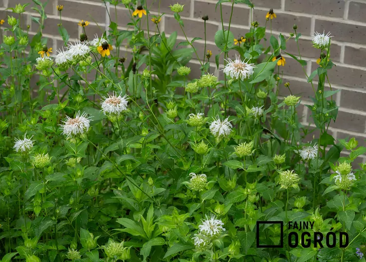 Pysznogłówka biała