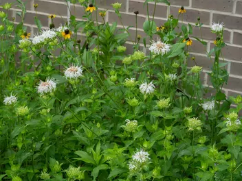 Pysznogłówka 'Bee Bright' - zdjęcie 2