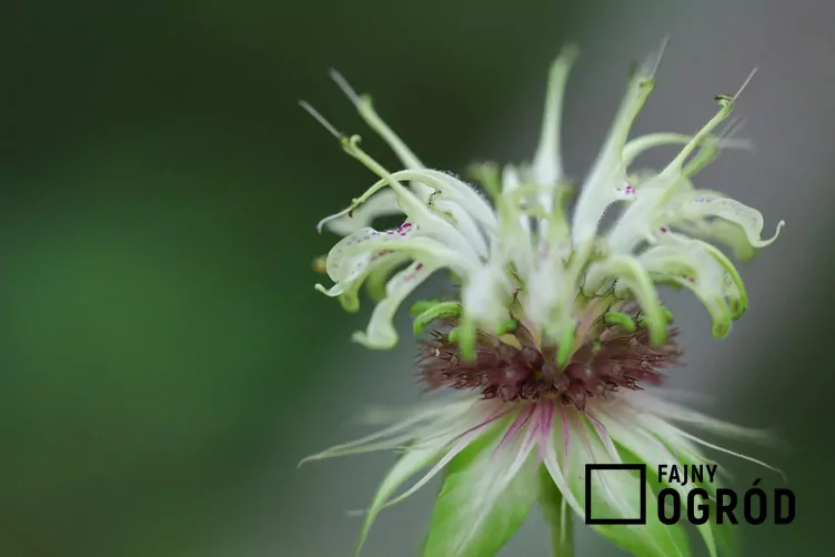 Pysznogłówka bee bright