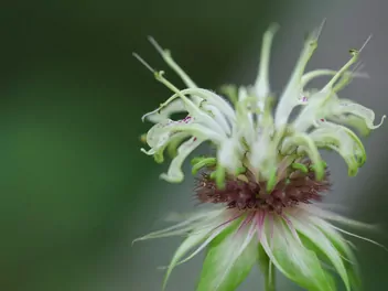 Pysznogłówka 'Bee Bright' - zdjęcie 3