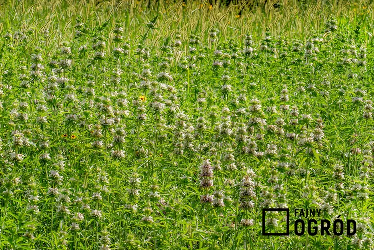 Pysznogłówka 'Bee Bright'