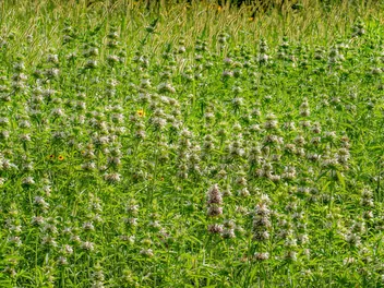 Pysznogłówka 'Bee Bright' - zdjęcie 4