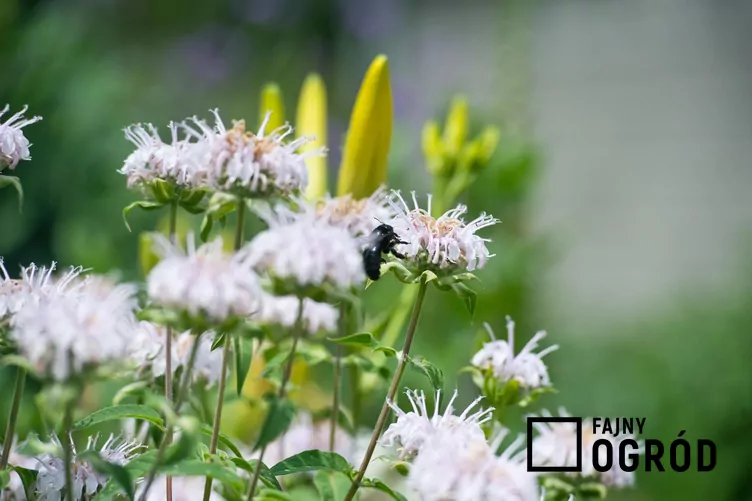 Pysznogłówka 'Bee Bright' - zdjęcie 5