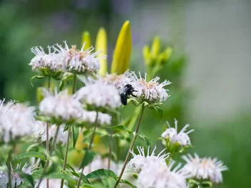 Pysznogłówka 'Bee Bright' - zdjęcie 5