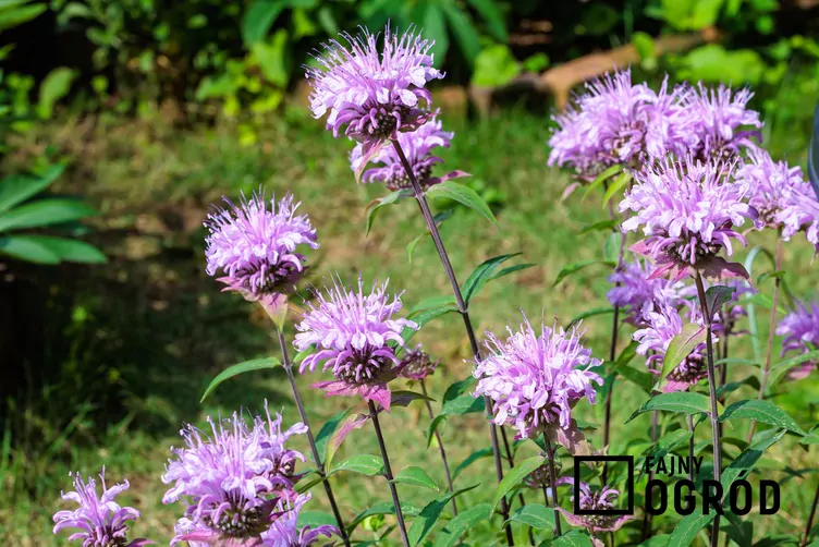 Pysznogłówka dęta