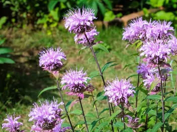 Ilustracja rośliny pysznogłówka dęta