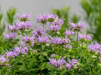 Pysznogłówka dęta - zdjęcie 2