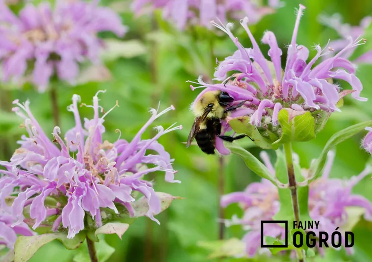 Pysznogłówka dęta