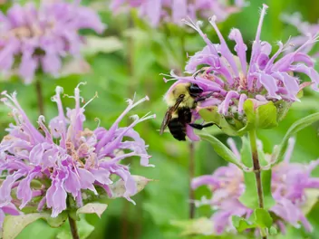 Pysznogłówka dęta - zdjęcie 3