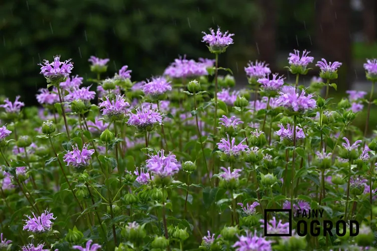 Pysznogłówka dęta