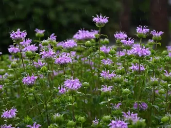 Pysznogłówka dęta - zdjęcie 4