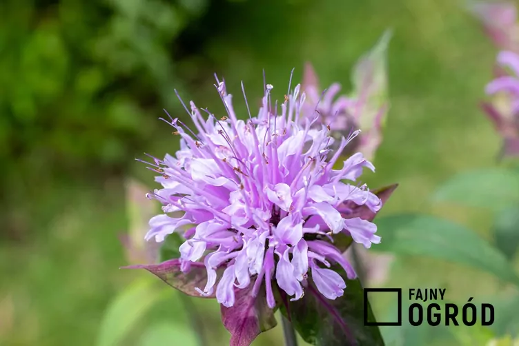 Pysznogłówka dęta - zdjęcie 5