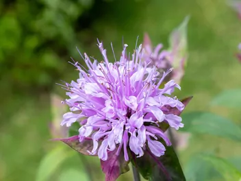 Pysznogłówka dęta - zdjęcie 5