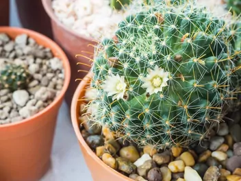 Ilustracja rośliny mamilaria włochata