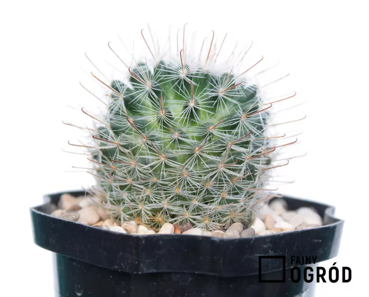 Mamilaria włochata Mamilaria włochata