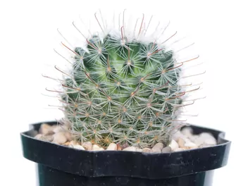 Mamilaria włochata - zdjęcie 2