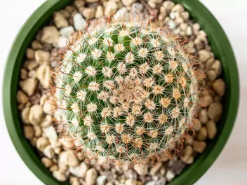 Mamilaria włochata - zdjęcie 3