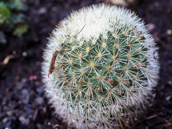 Mamilaria włochata - zdjęcie 4