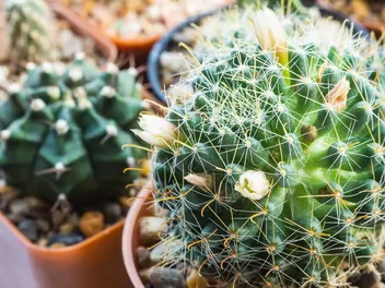 Mamilaria włochata - zdjęcie 5