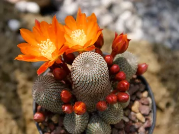 Ilustracja rośliny rebucja słoneczna