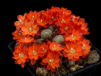 Rebucja słoneczna - zdjęcie 2