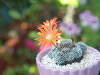 Rebucja słoneczna - zdjęcie 3