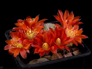 Rebucja słoneczna - zdjęcie 4