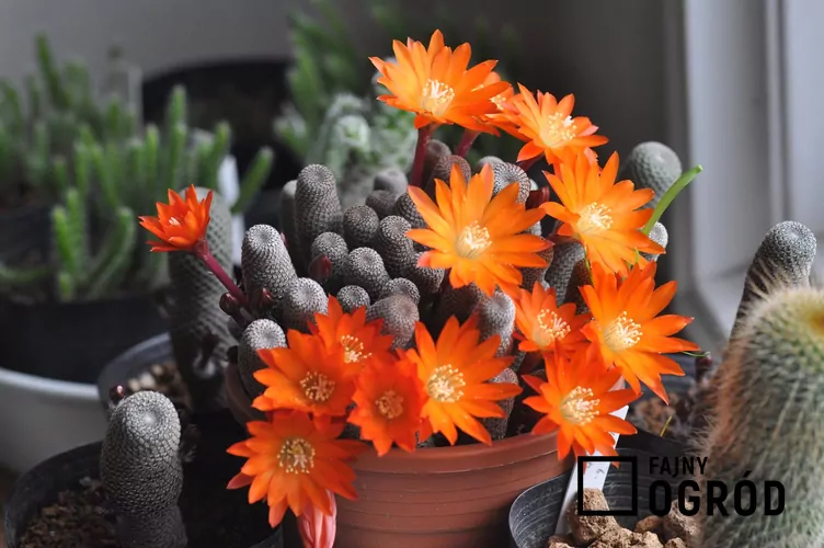 Rebucja słoneczna - zdjęcie 5