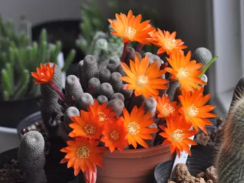 Rebucja słoneczna - zdjęcie 5