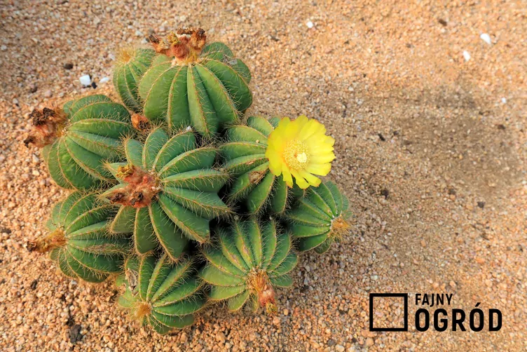 Notokaktus wspaniały