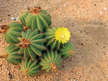 Ilustracja rośliny notokaktus wspaniały