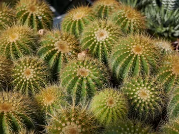 Notokaktus wspaniały - zdjęcie 2