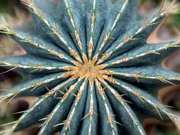 Notokaktus wspaniały - zdjęcie 3