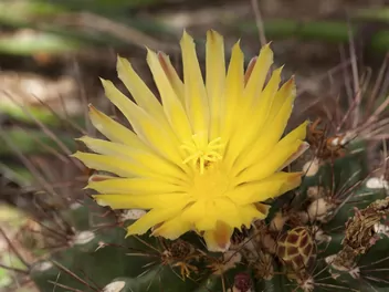 Notokaktus wspaniały - zdjęcie 4